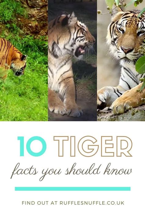 10 Tiger Facts You Should Know Video Tiger Facts Tiger Habitat