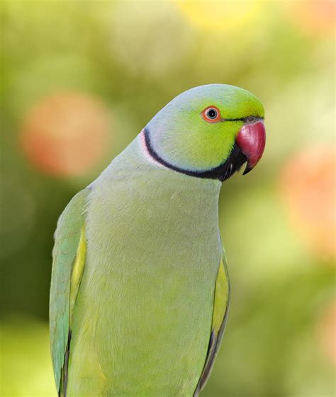 Ring Necked Parakeet Curacao Zoo Parke Tropikal