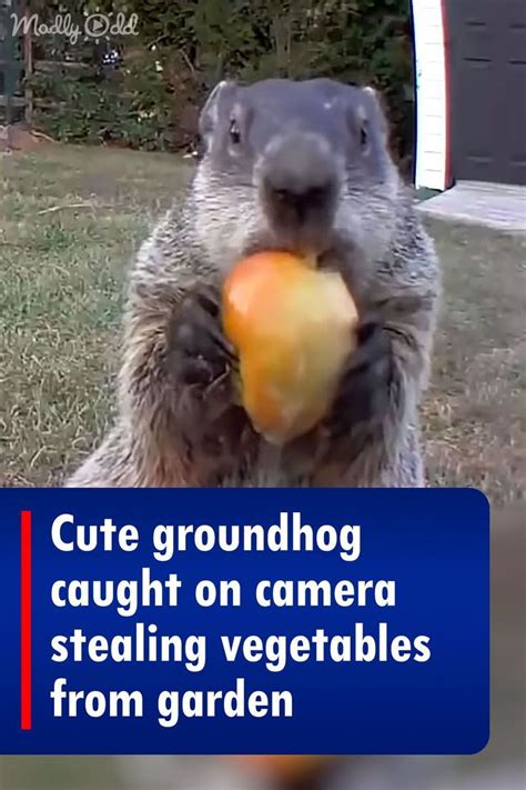 Cute Groundhog Caught On Camera Stealing Vegetables From Garden Groundhog Garden Veggies