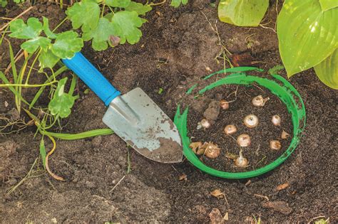 How To Grow Bulbs Corms And Tubers