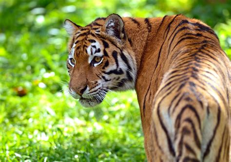 Tigre Ecologia Características Subespécies E Fotos De Tigres