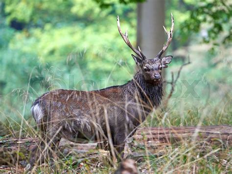 Sika Deer Cervus Nippon Stock Image Colourbox