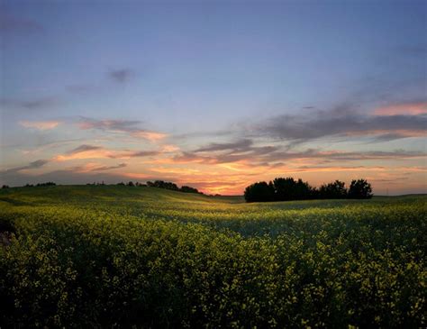 Ron Richey Sunset Over A Canola Field Near Edmonton Sunset Canola