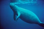 Marine Mammals List - Pets Lovers