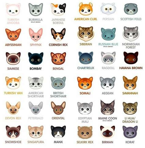 Pin By Purple Orchid On Hello Kitty Cat Breeds Types Of Cats Breeds