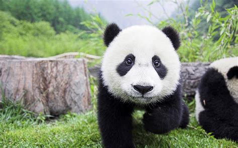 Cute Panda Bears Animals Photo 34915025 Fanpop