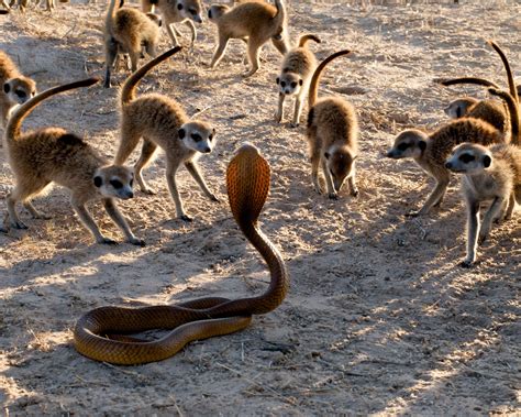 Meerkat Survival Game Predator Hunting Animals African
