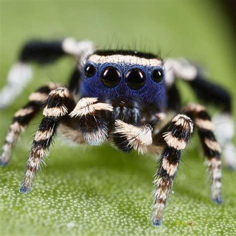 Cute Spiders🕷 On Instagram “blue Peacock 🕸spiders Are My Favourite Special Of Jumping 🕷spiders