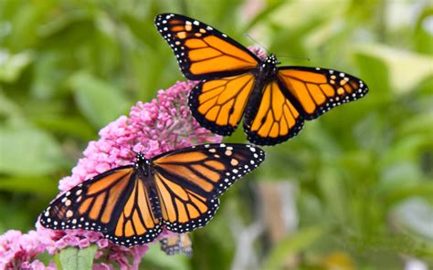 Download Monarch Butterfly Wallpaper Gallery