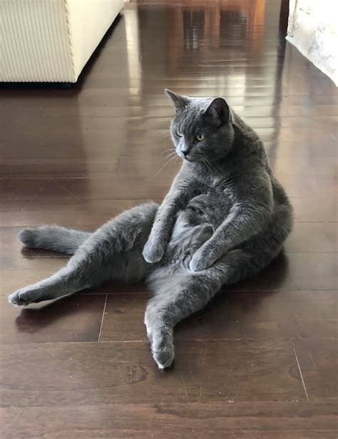12 Cute And Funny Chonky Cats Viral Cats Blog