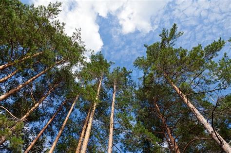 Tall Pine Trees In The Forest Against Blue Sky Stock
