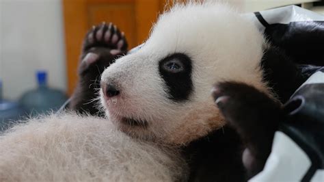 Panda Babies Itv Bbc And Nat Geo Wild Adrian Cale