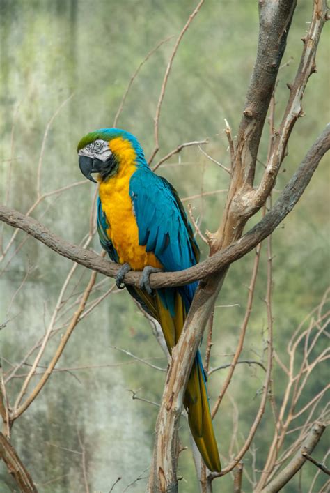 Blue And Yellow Macaw Smithsonian Photo Contest Smithsonian Magazine
