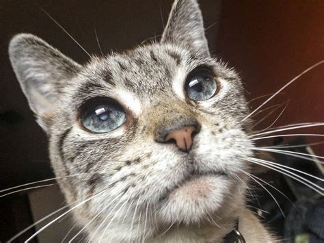 16 Shockingly Beautiful Cat Eyes Youll Think Are Photoshopped