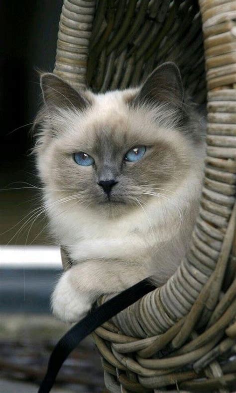 Mysterious Cat With Blue Eyes Catsandkittens Himalayan Cat Grey