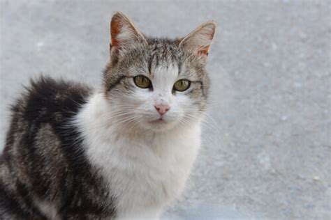 Peritonite infecciosa felina uma doença que pode matar o seu gato