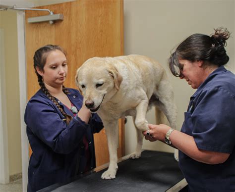 Glens Falls Animal Hospital