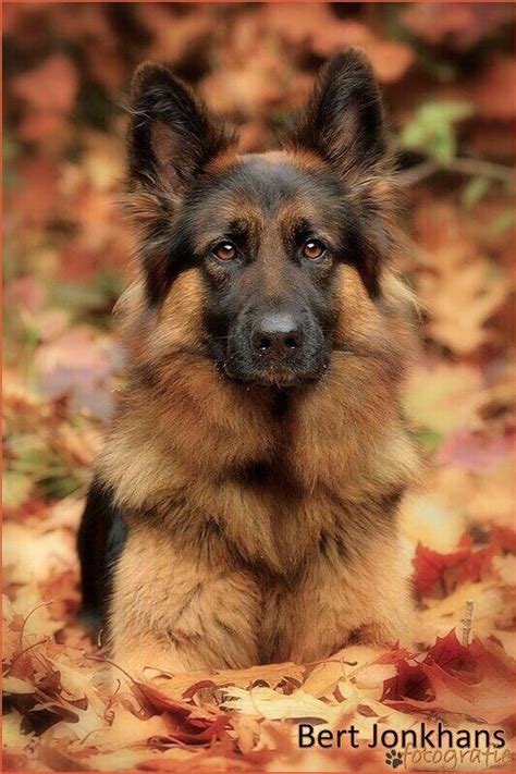 17 Best Images About German Shepard On Pinterest Beautiful Dogs