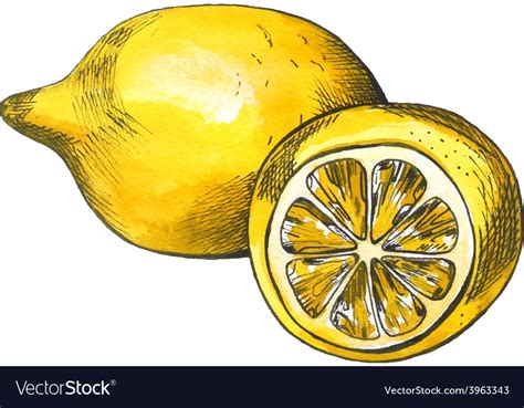 Hand Drawn Watercolor Lemon Sketch With Ink Vector Image