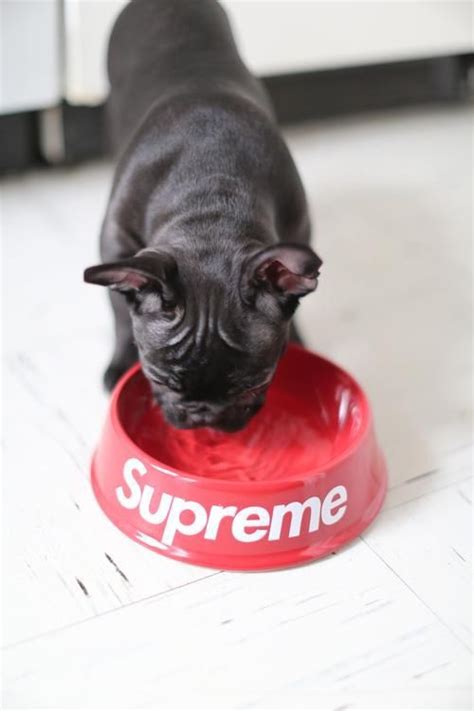 Supreme Imagedog Things Nice Style Blacknwhite Color Red