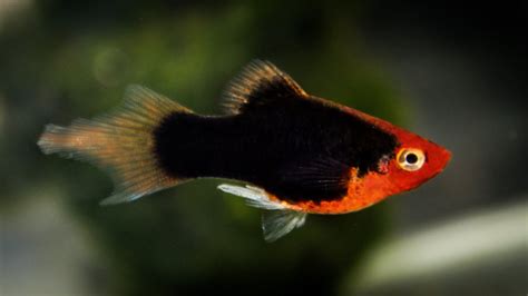 Red Tuxedo Plumetail Platy Top Quality ᴴᴰ Youtube