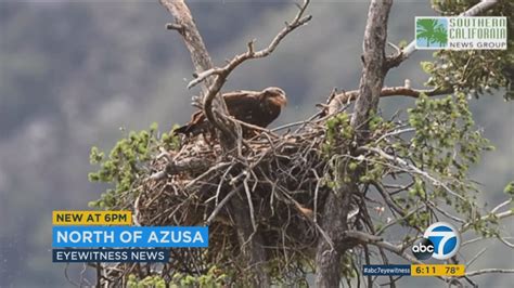 Bald Eagles Spotted Nesting In San Gabriel Mountains Abc7 Los Angeles