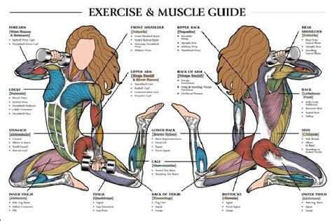 Diagram Chest Muscles Women Extrinsic Chest Muscles Functional