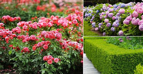 Landscaping Shrubs Pictures With Names