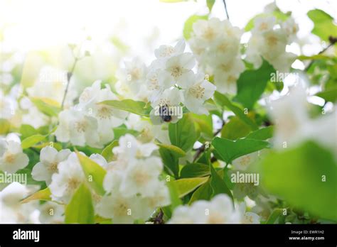 Branch Of Beautiful White Jasmine Flowers Natural Background Selective