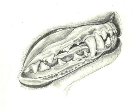 Canine Mouth Side View By Celestriastars On Deviantart