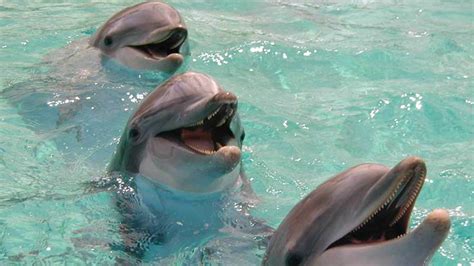 Dolphins May Detect Pregnant Womens Growing Fetuses Fox News