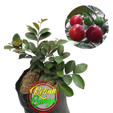 Jual Tanaman Buah Beach Cherry Di Lapak Kebun Bunga Bukalapak