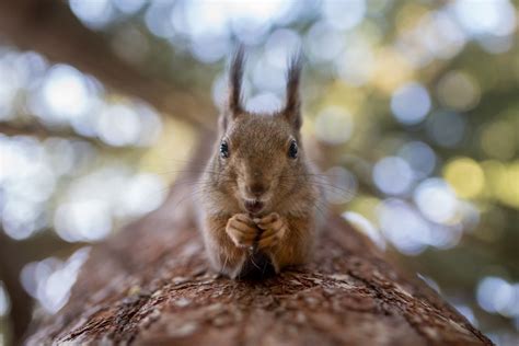 Squirrel Woodland Creatures Woodland Animals Squirrel Feeders