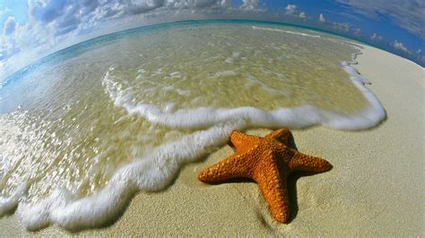 100 Hình Nền động Vật Sao Biển Starfish 4k Ultra Full Hd
