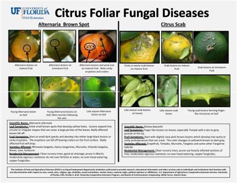 Citrus Foliar Fungal Diseases Orange County Extension Education