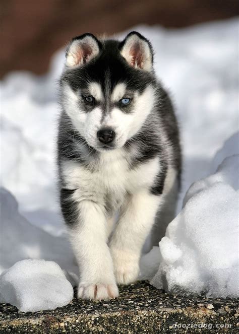 Miniature Husky Puppy Pictures Free From Error E Journal Photo Galery