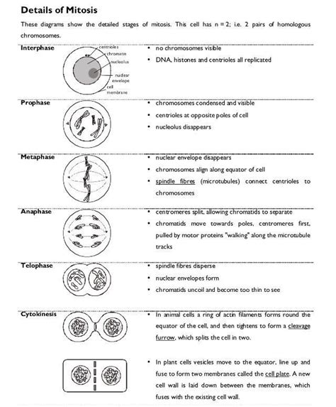 Understand Mitosis With This Worksheet And Answer Key Style Worksheets