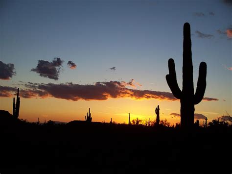Arizona Saguaro Cactus Sunset Photograph By Michael J Bauer