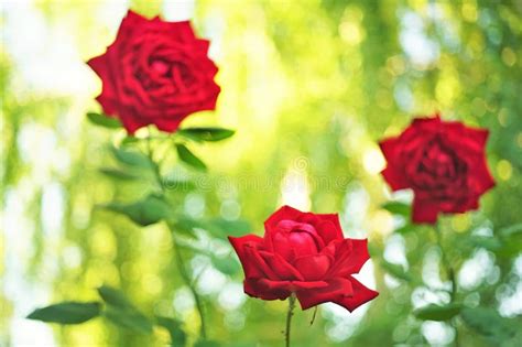 Three Red Roses Bush Grow In Sunny Summer Garden Stock Image Image Of