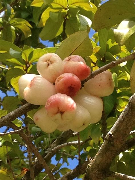 Seedless White Mountain Apples Beautiful Fruits Fruit Fruit Trees