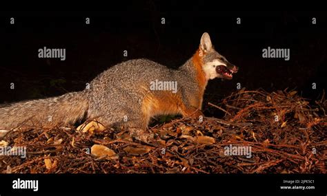 A Gray Fox Eating Organ Meat Stock Photo Alamy