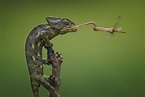 Chameleon Capture Image | National Geographic Your Shot Photo of the ...