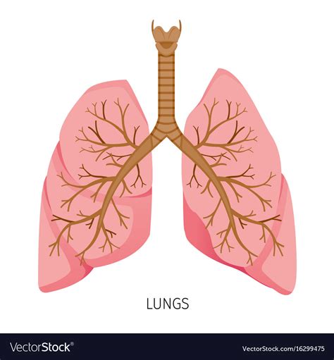 Parts Of The Lungs Diagram