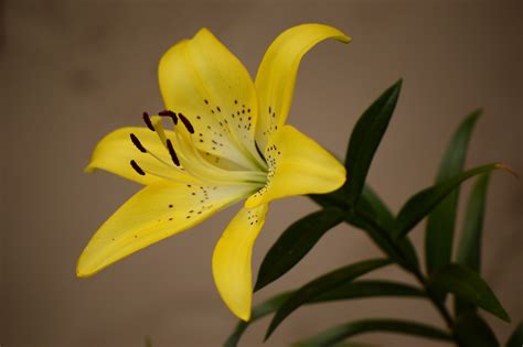 A Small Sunny Garden Wordless Wednesday Yellow Lilies
