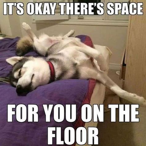 14 Funny Husky Memes That Will Make Your Day Brighter Page 2 Of 3
