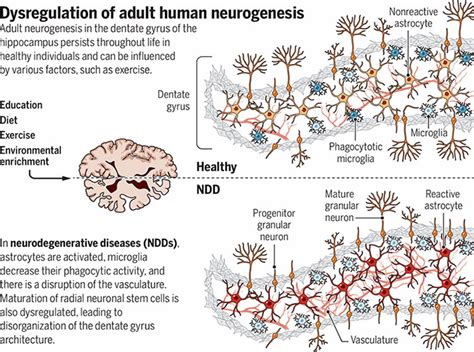 Adult Neurogenesis In Neurological Diseases Science