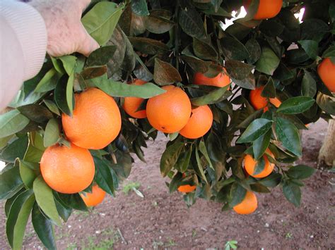 Fruitful Facts On Citrus Varieties Mirage News