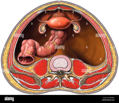 Abdomen Anatomy Female Side View Pelvic Cavity Anatomical Spaces The