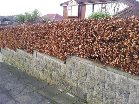 5 Copper Purple Beech Hedging 40 60cm Beautiful Strong 2yr Old Plants 1