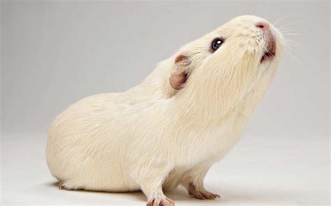 Maybe you would like to learn more about one of these? Guinea Pig Wallpapers - Wallpaper Cave